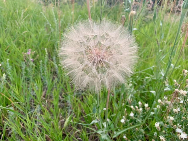 Dandelion Photo 1